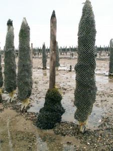 Pieu à moules écroulé par bigorneaux perceurs