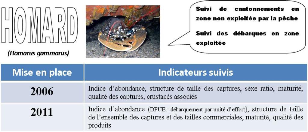 cartouche 6 Homard