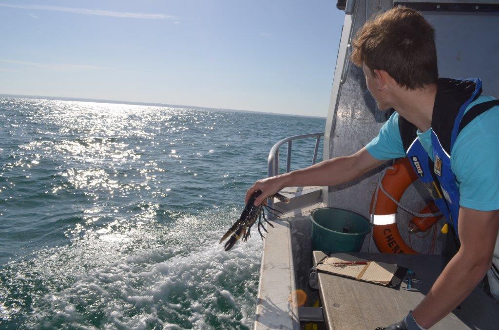 pêche - remise à l'eau d'un homard