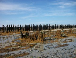 Sargasses sur chantier (C. Michel/SMEL)