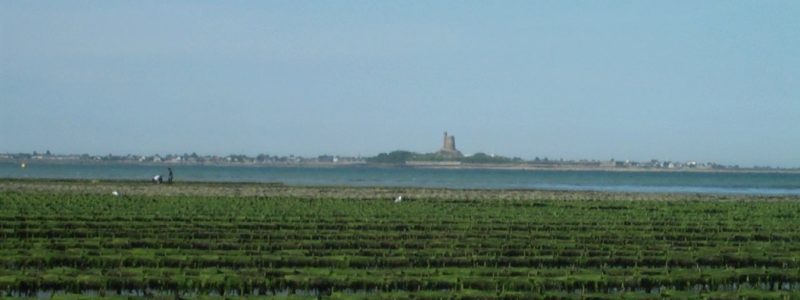 Parcs à huîtres sur la côte est du Cotentin au printemps (@SMEL)