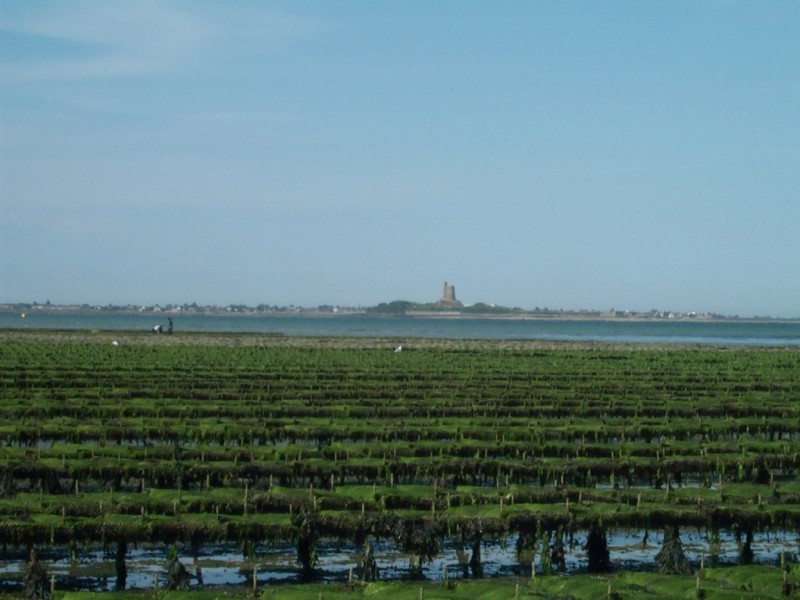 Parcs à huîtres sur la côte est du Cotentin au printemps (@SMEL)