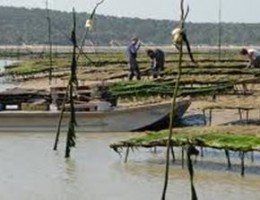 Parcs ostréicoles à Marennes-Oléron