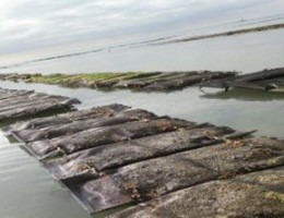 Parcs ostréicoles en Normandie.