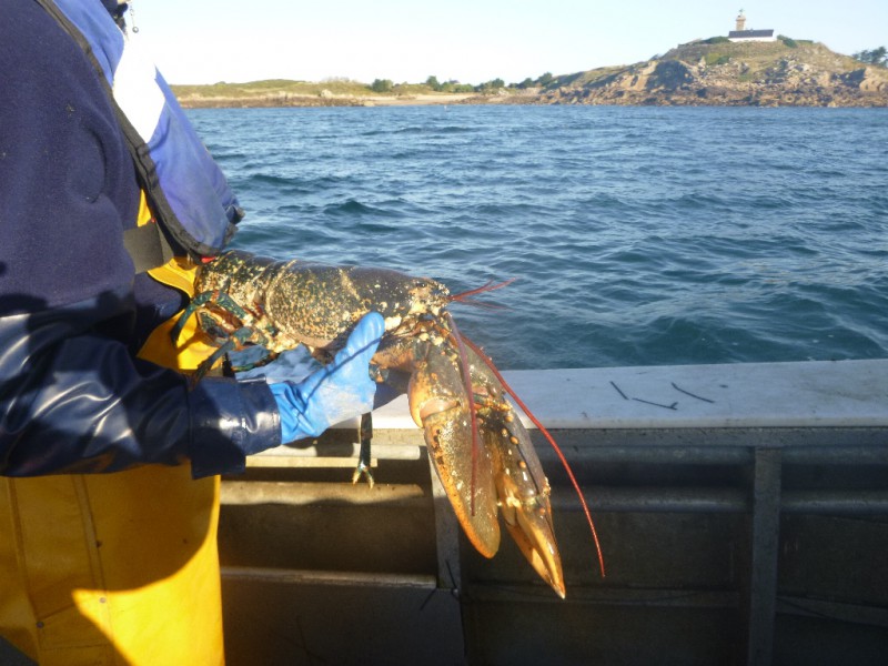 Un homard devant la Grande Ile à Chausey (@SMEL)