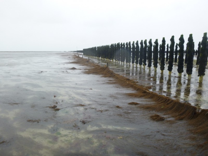 Barrage expérimental de Sargasses à Bricqueville sur Mer (18 mai 2015)