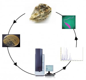 Le cycle d'analyses Malditof