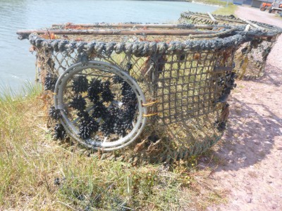 Casier à seiche avec des pontes d’œufs de seiche (SMEL)