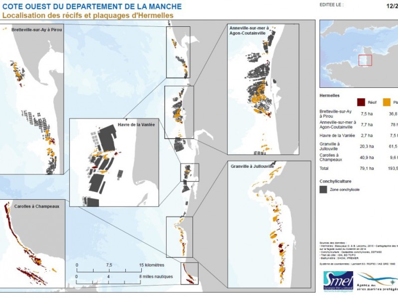 Cartographie de la présence de récif et plaquage d’hermelles dans le département de la Manche.