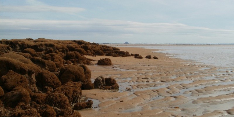 Le récif d’hermelles de Champeaux en Baie du Mont Saint Michel peut atteindre 2 m de hauteur (SMEL)