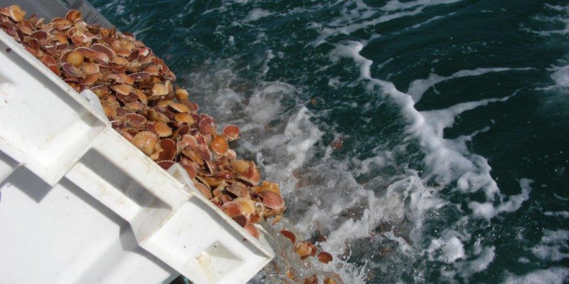 Semis de coquilles Saint Jacques en baie de Granville