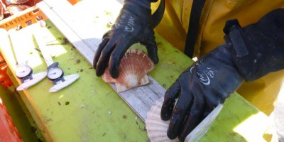 Mesures de coquilles Saint Jacques à bord du bateau.