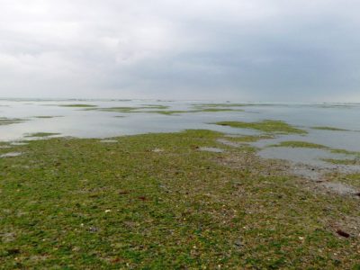 Les herbiers de zostères au large de Blainville sur Mer (@SMEL)