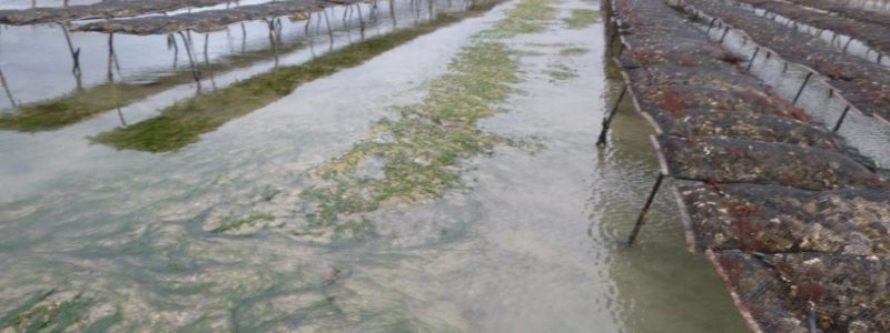 Un herbier au milieu des tables ostréicoles (@SMEL)