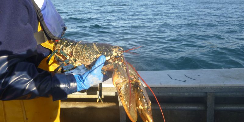 Homard de Chausey