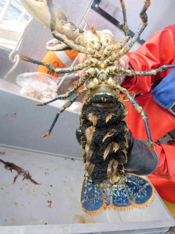 Homard « grainé » péché dans la reserve de Pirou en Octobre 2016 (àSMEL)