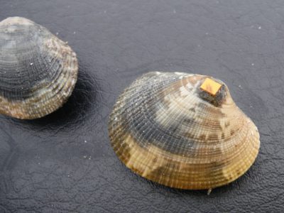 et recapturées un an après (Photo SMEL & Gemel-N)