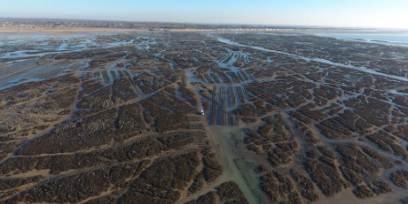 La zone d’élevage des huîtres à Blainville sur Mer (@SMEL)