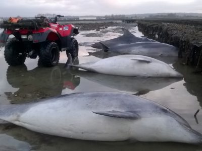 Dauphins sortis des tables (@SMEL)