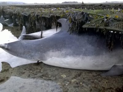 Position des dauphins retrouvés par les agents du SMEL (@SMEL)