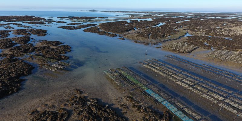 Parcs ostréicoles de Blainville sur Mer, au premier plan, la concession utilisée par le SMEL (@SMEL)