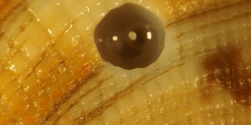 Trou sur une coquille de palourde réalisé par un Ocenebra inornata (@SMEL)