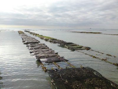 Concession accuaillant les suivis de mortalités à Blainville / Mer (@SMEL)