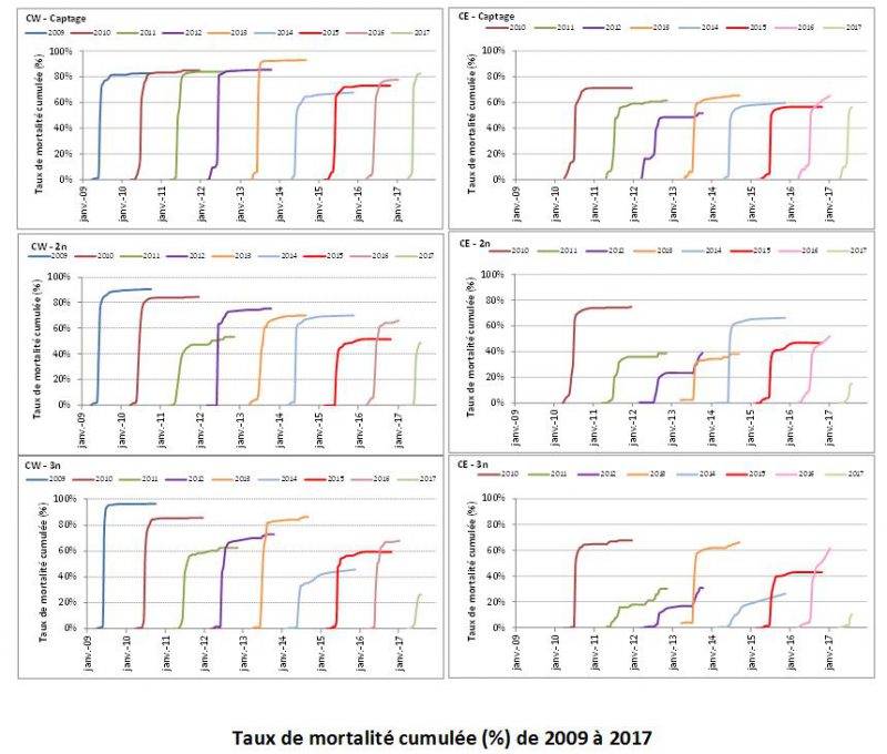 Courbes de mortalités cumulées pour trois lots : captage naturel (captage), lot d’écloseire diploïde (2n) et lot d’écloserie triploïde (3n) à Blainville / Mer (CW) et St Vaast la Hougue (CE).