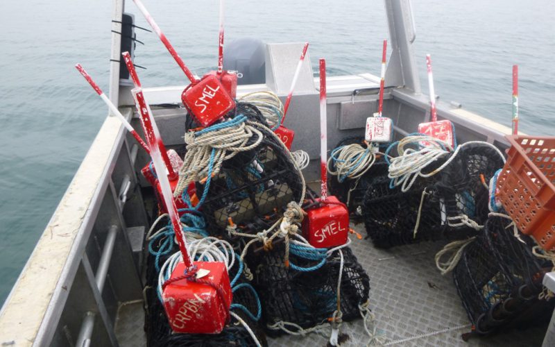 Campagne de pêche scientifique à bord de  la vedette du SMEL, l’Helcyon II (@SMEL)