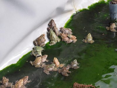 Grenouilles adultes chez Normandy Frog (@SMEL)