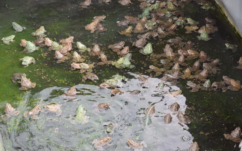 Grenouilles adultes chez Normandy Frog (@SMEL)