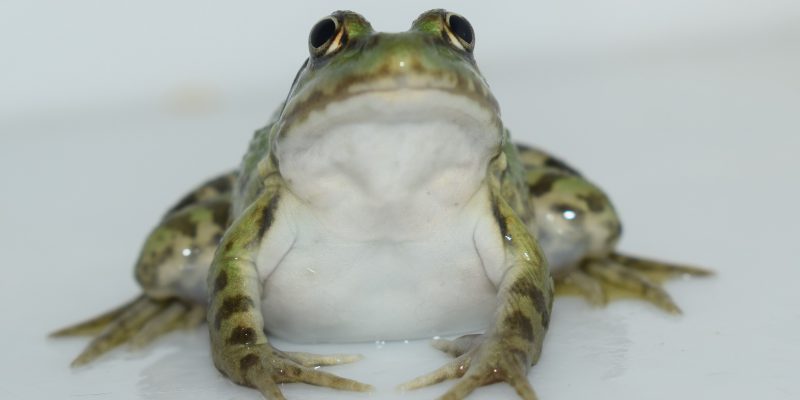 Une grenouille normande (@SMEL)