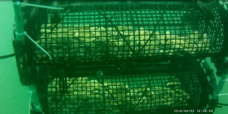 Huîtres en élevage dans un panier d’élevage en eau profonde (@SMEL)