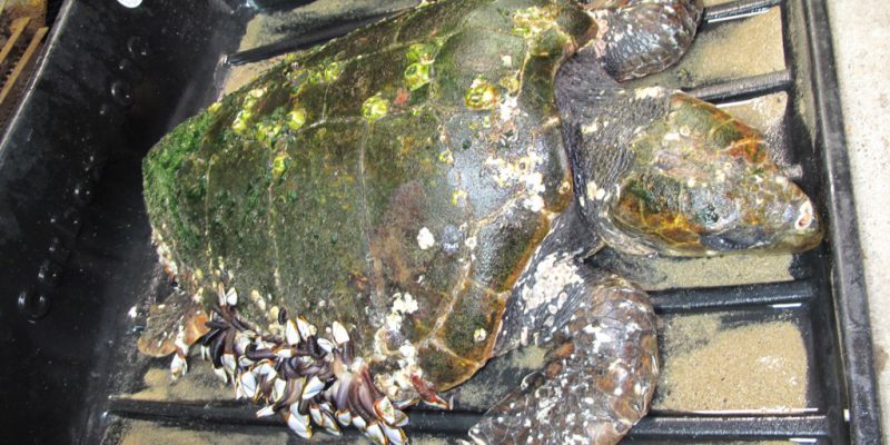 Tortue caouanne échouée à Donvillle les Bains (Manche) le 14 décembre 2017 (@SMEL)