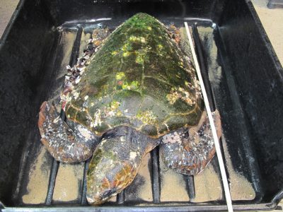 Tortue caouanne d’une longueur d’un mêtre environ (@SMEL)