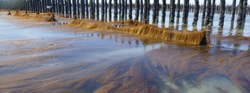 Un barrage à sargasses protégeant la zone d’élevage des moules (@SMEL)