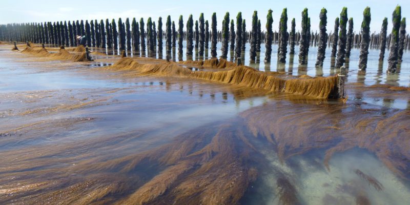 Un barrage à sargasses protégeant la zone d’élevage des moules (@SMEL)