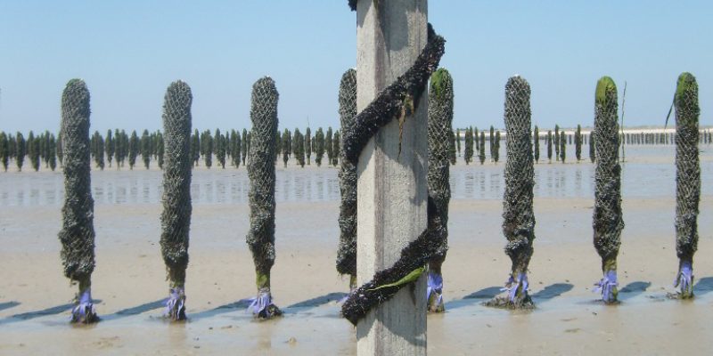 Corde de jeunes moules enroulée sur pieu (@SMEL)