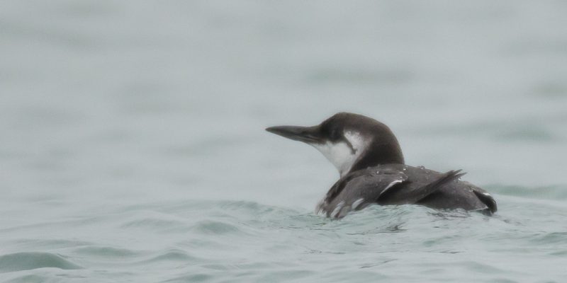 Guillemot de Troïl (@Pascal Bernardin)