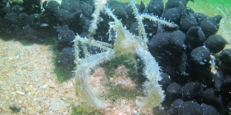 Œufs de seiche dans leur milieu naturel (Crédit photo : SMEL)