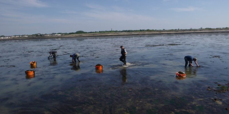 Pêche expérimentale de sargasses à Grandcamp Maisy (@SMEL)