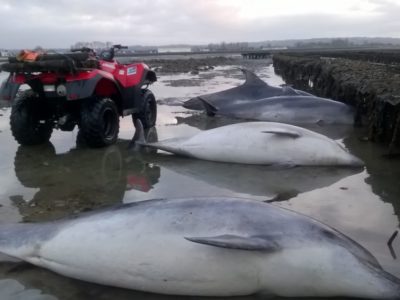 4 grands dauphins retrouvés à Saint Vaast La Hougue le 17 mars 2017 (@SMEL)