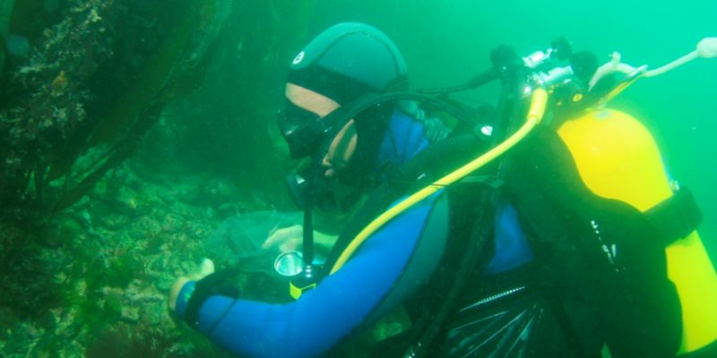 Observation des ormeaux en plongée le long d’un transect (@SMEL)