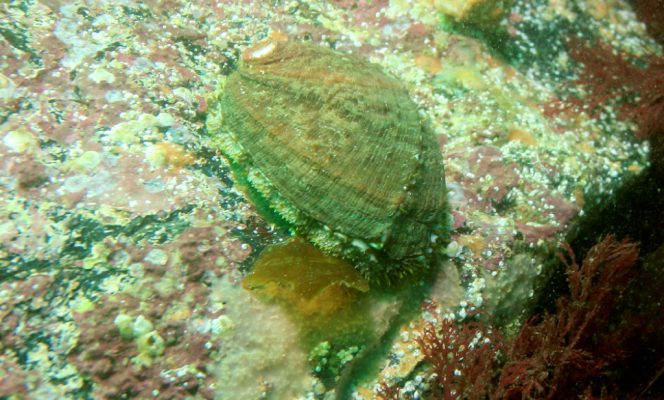 De faibles densités d’ormeaux dans le nord Cotentin