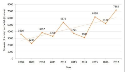 Débarques totales des seiches au Royaume-Uni entre 2008 et 2017 (IFCA Sussex, 2018)