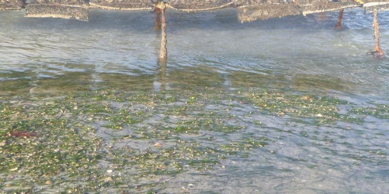 Zostère et ostréiculture à Blainville sur mer, (Manche, Normandie) (@SMEL)