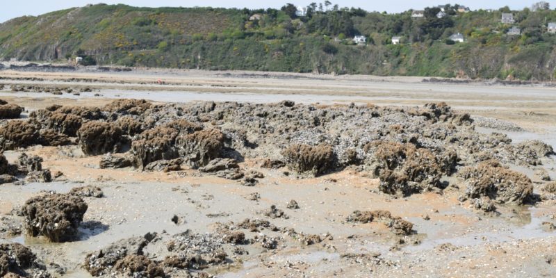 Récif très dégradé de Champeaux en 2019 (@SMEL)