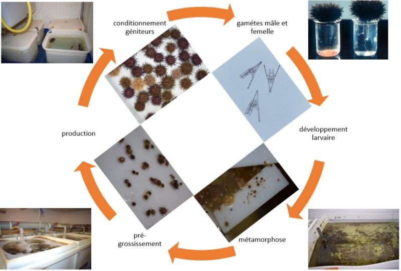Cycle d’élevage des oursins en conditions contrôlées (@SMEL)