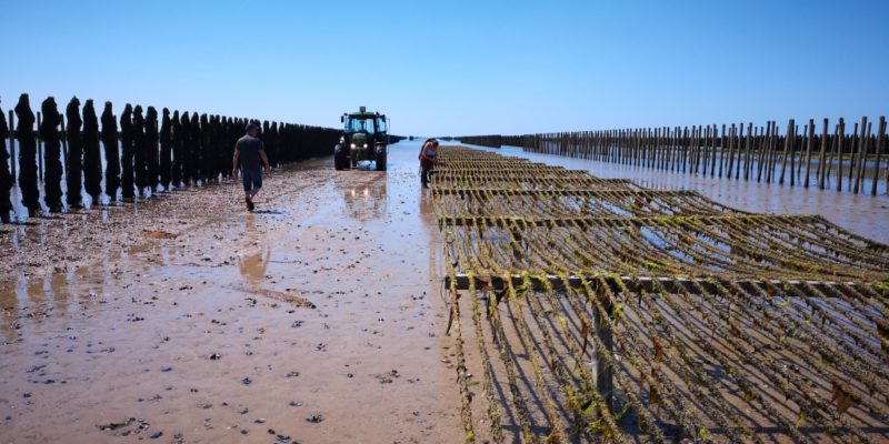 Chantier de cordes à moules (@SMEL)