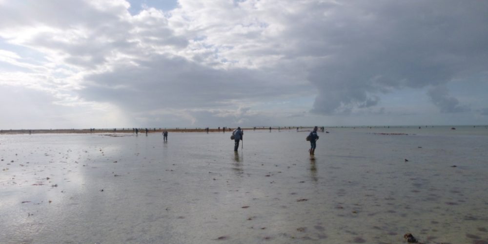 Pêcheurs de palourde sur l’estran de Saint-Martin-de-Bréhal (@SMEL)